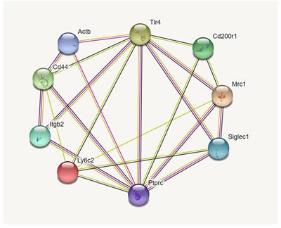 Comparison of the Toponomes of Alveolar Macrophages From Wild Type and Surfactant Protein A Knockout Mice and Their Response to Infection